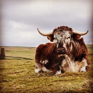 Malhamdale Longhorn